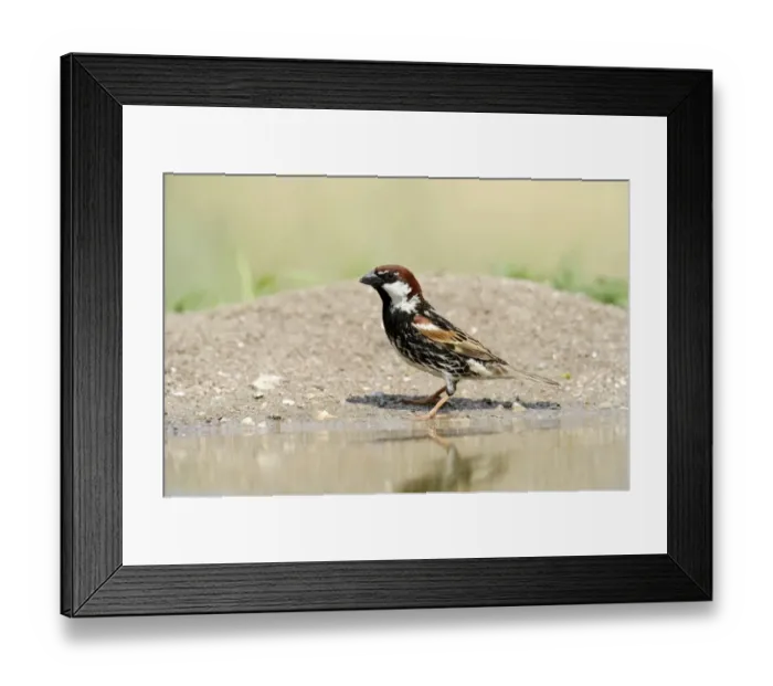 Framed Print : Spanish Sparrow or Willow Sparrow -Passer hispaniolensis-, Rhodopes, Bulgaria