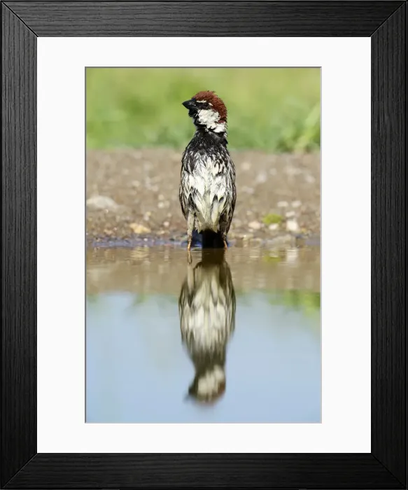 Framed Print : Spanish Sparrow or Willow Sparrow -Passer hispaniolensis- with its reflection in the water, Rhodopes, Bulgaria Framed Print : Spanish Sparrow or Willow Sparrow -Passer hispaniolensis- with its reflection in the water, Rhodopes, Bulgaria