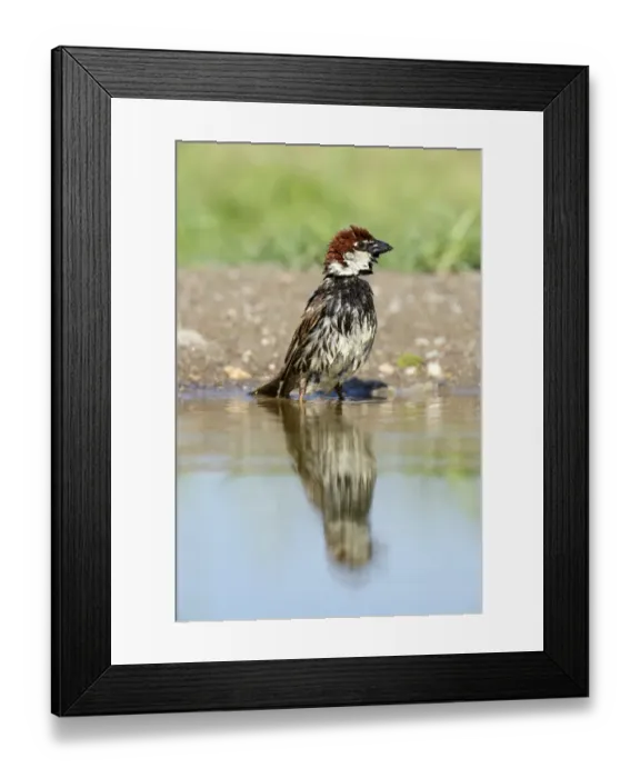 Framed Print : Spanish Sparrow or Willow Sparrow -Passer hispaniolensis- washing itself, Rhodopes, Bulgaria Framed Print : Spanish Sparrow or Willow Sparrow -Passer hispaniolensis- washing itself, Rhodopes, Bulgaria