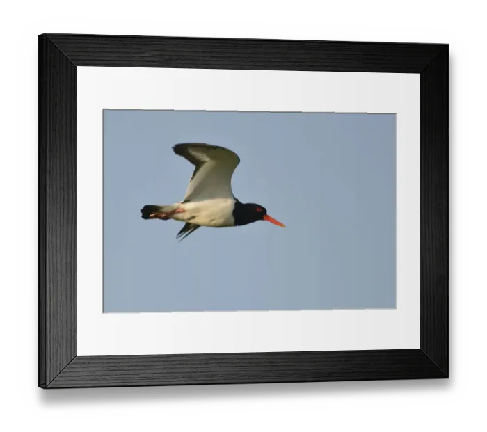Framed Print : Oystercatcher -Haematopus ostralegus- in flight, Buren, Ameland, The Netherlands