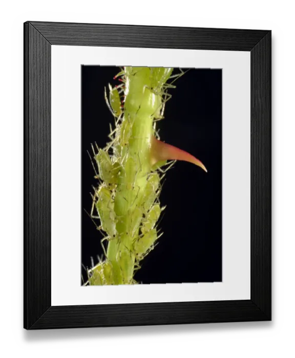 Framed Print : Colony of Large Rose Aphids -Macrosiphum rosae-, pests, on a Rose -Rosa- with a thorn, macro shot, Baden-Wurttemberg, Germany
