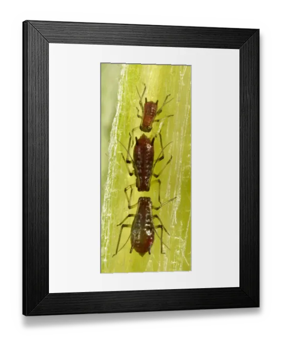 Framed Print : Aphids -Aphidoidea-, pests, macro shot, Baden-Wurttemberg, Germany Framed Print : Aphids -Aphidoidea-, pests, macro shot, Baden-Wurttemberg, Germany