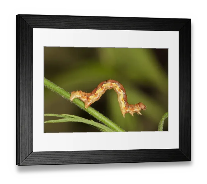 Framed Print : Mottled Umber -Erannis defolaria-, caterpillar foraging for food, Untergroningen, Abtsgmuend, Baden-Wurttemberg, Germany Framed Print : Mottled Umber -Erannis defolaria-, caterpillar foraging for food, Untergroningen, Abtsgmuend, Baden-Wurttemberg, Germany