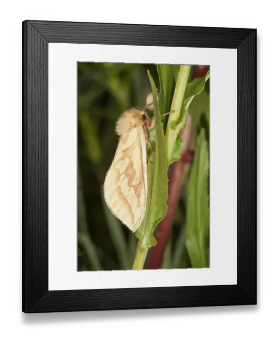 Framed Print : Ghost Moth or Ghost Swift -Hepialus humuli- at rest, Untergroningen, Abtsgmuend, Baden-Wurttemberg, Germany Framed Print : Ghost Moth or Ghost Swift -Hepialus humuli- at rest, Untergroningen, Abtsgmuend, Baden-Wurttemberg, Germany
