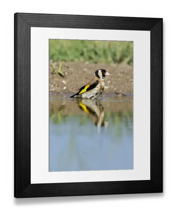 Framed Print : Goldfinch -Carduelis carduelis-, bathing, Northern Bulgaria, Bulgaria Framed Print : Goldfinch -Carduelis carduelis-, bathing, Northern Bulgaria, Bulgaria