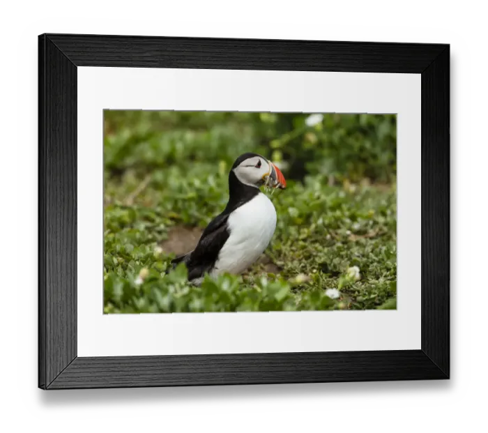 Framed Print : Puffin -Fratercula arctica-, Farne Islands, Northumberland, England, United Kingdom Framed Print : Puffin -Fratercula arctica-, Farne Islands, Northumberland, England, United Kingdom