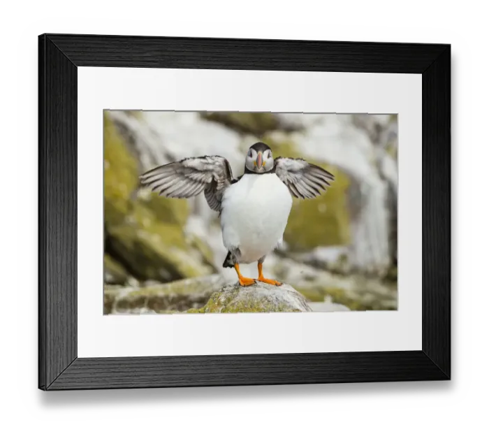 Framed Print : Puffin -Fratercula arctica-, Farne Islands, Northumberland, England, United Kingdom Framed Print : Puffin -Fratercula arctica-, Farne Islands, Northumberland, England, United Kingdom