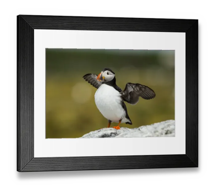 Framed Print : Puffin -Fratercula arctica-, Farne Islands, Northumberland, England, United Kingdom