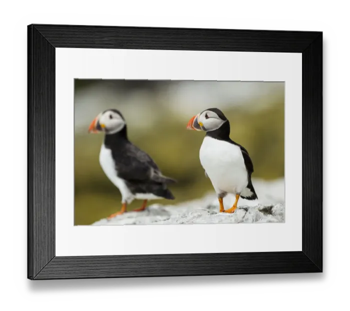 Framed Print : Puffins -Fratercula arctica-, Farne Islands, Northumberland, England, United Kingdom Framed Print : Puffins -Fratercula arctica-, Farne Islands, Northumberland, England, United Kingdom