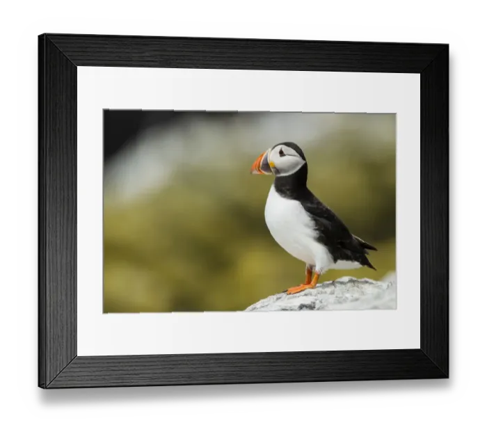 Framed Print : Puffin -Fratercula arctica-, Farne Islands, Northumberland, England, United Kingdom Framed Print : Puffin -Fratercula arctica-, Farne Islands, Northumberland, England, United Kingdom
