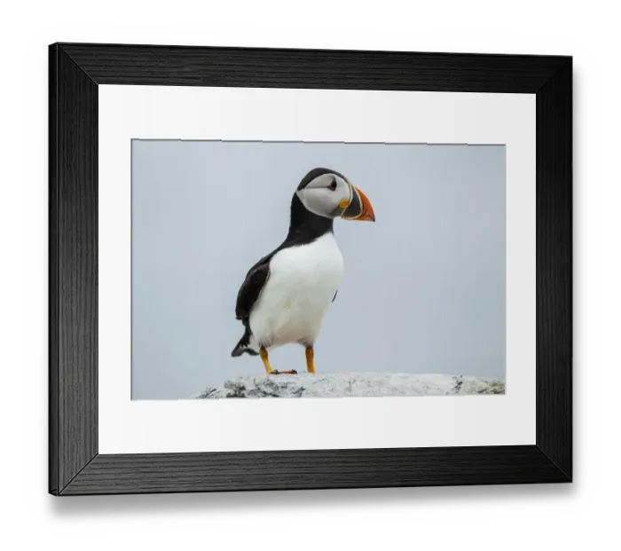 Framed Print : Puffin -Fratercula arctica-, Farne Islands, Northumberland, England, United Kingdom