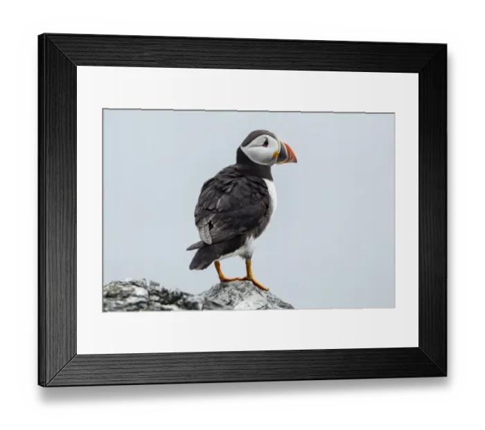 Framed Print : Puffin -Fratercula arctica-, Farne Islands, Northumberland, England, United Kingdom