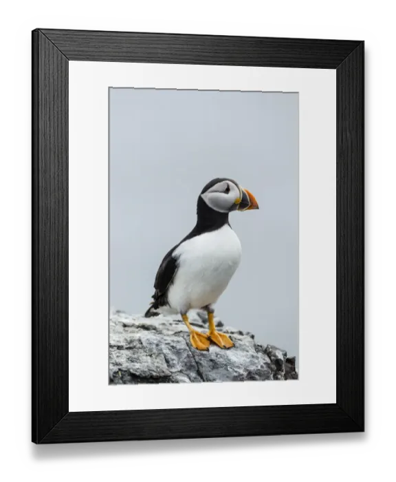 Framed Print : Puffin -Fratercula arctica-, Farne Islands, Northumberland, England, United Kingdom Framed Print : Puffin -Fratercula arctica-, Farne Islands, Northumberland, England, United Kingdom