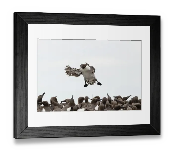 Framed Print : Common Guillemots -Uria aalge-, Farne Islands, Northumberland, England, United Kingdom Framed Print : Common Guillemots -Uria aalge-, Farne Islands, Northumberland, England, United Kingdom