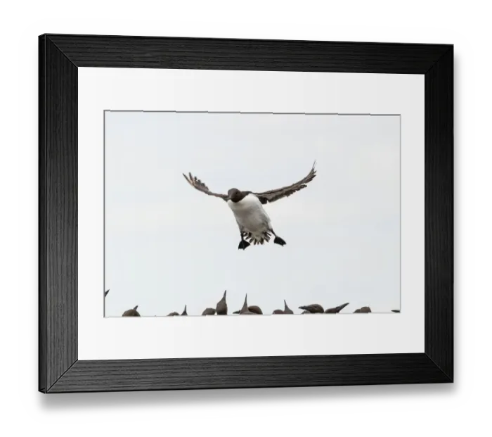 Framed Print : Common Guillemots -Uria aalge-, Farne Islands, Northumberland, England, United Kingdom Framed Print : Common Guillemots -Uria aalge-, Farne Islands, Northumberland, England, United Kingdom