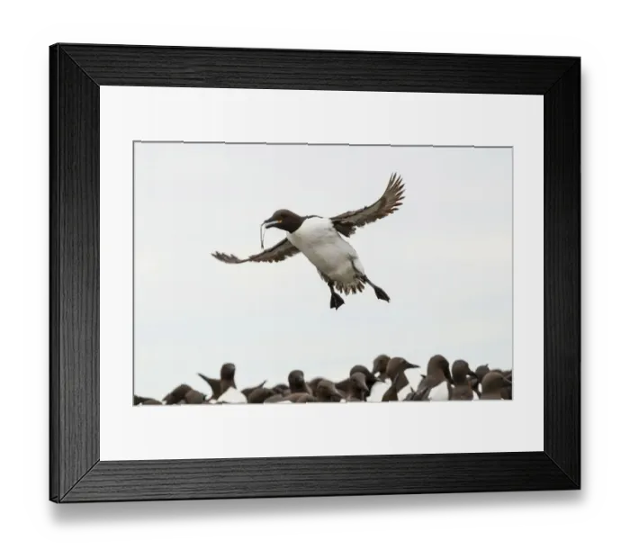 Framed Print : Common Guillemots -Uria aalge-, Farne Islands, Northumberland, England, United Kingdom Framed Print : Common Guillemots -Uria aalge-, Farne Islands, Northumberland, England, United Kingdom