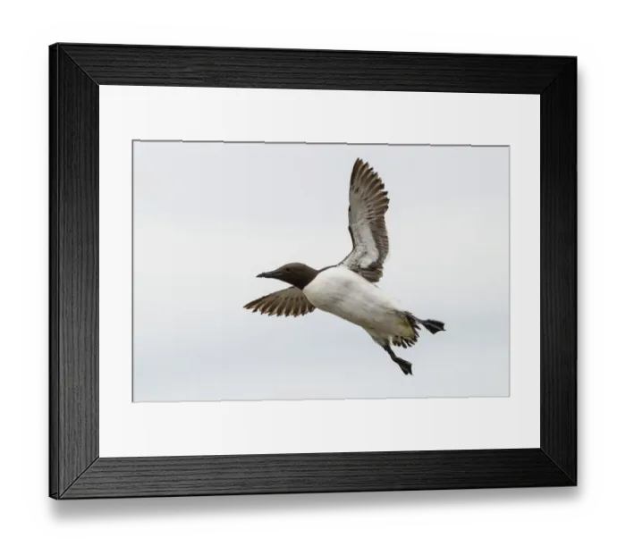 Framed Print : Common Guillemot -Uria aalge-, in flight, Farne Islands, Northumberland, England, United Kingdom