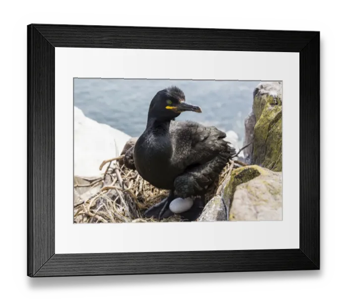 Framed Print : European Shag -Phalacrocorax aristotelis-, Farne Islands, Northumberland, England, United Kingdom Framed Print : European Shag -Phalacrocorax aristotelis-, Farne Islands, Northumberland, England, United Kingdom