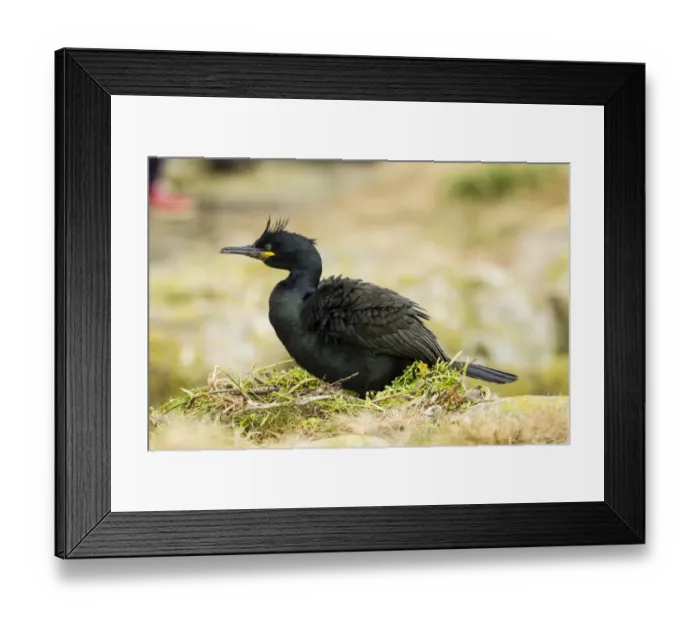 Framed Print : European Shag -Phalacrocorax aristotelis-, Farne Islands, Northumberland, England, United Kingdom Framed Print : European Shag -Phalacrocorax aristotelis-, Farne Islands, Northumberland, England, United Kingdom