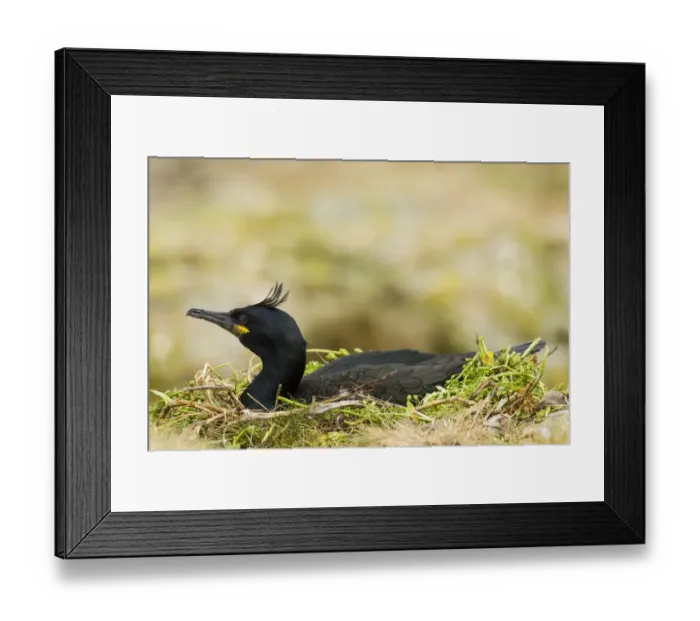 Framed Print : European Shag -Phalacrocorax aristotelis-, Farne Islands, Northumberland, England, United Kingdom Framed Print : European Shag -Phalacrocorax aristotelis-, Farne Islands, Northumberland, England, United Kingdom