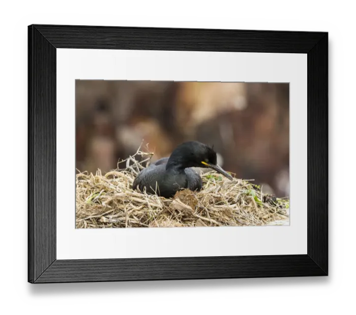 Framed Print : European Shag -Phalacrocorax aristotelis-, Farne Islands, Northumberland, England, United Kingdom Framed Print : European Shag -Phalacrocorax aristotelis-, Farne Islands, Northumberland, England, United Kingdom