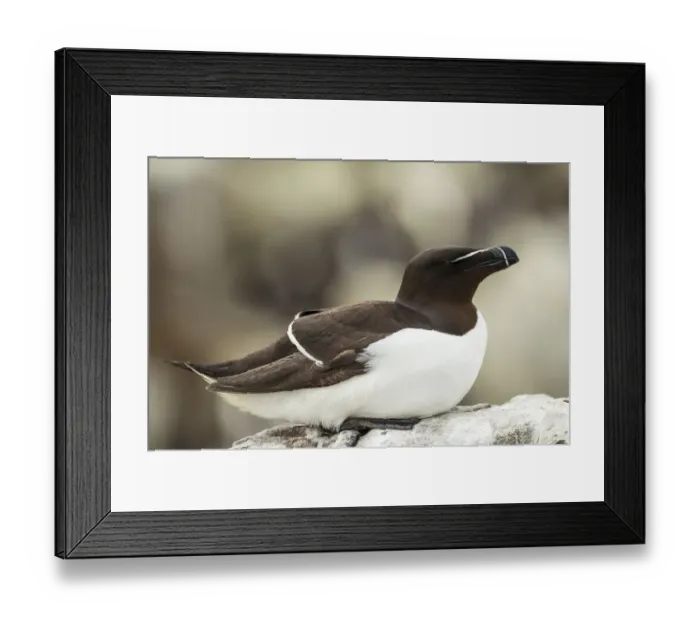 Framed Print : Razorbill -Alca torda-, Farne Islands, Northumberland, England, United Kingdom Framed Print : Razorbill -Alca torda-, Farne Islands, Northumberland, England, United Kingdom