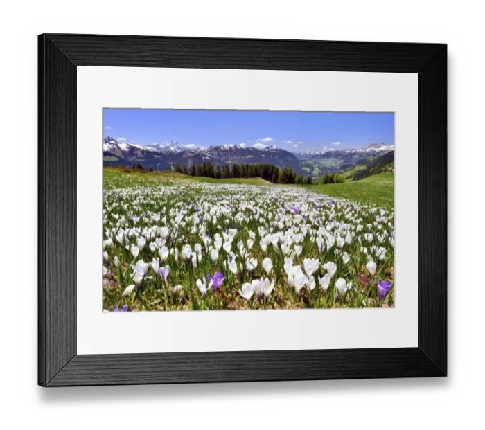 Framed Print : Flowering crocus meadow near Les Diablerets with views of the Dents du Midi, Cornette de Bise, Tour d Ai, Canton of Vaud, Switzerland Framed Print : Flowering crocus meadow near Les Diablerets with views of the Dents du Midi, Cornette de Bise, Tour d Ai, Canton of Vaud, Switzerland
