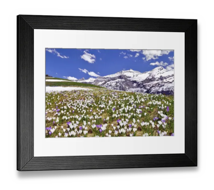 Framed Print : Flowering Crocus meadow near Les Diablerets with views of Oldenhorn, Sex Rouge, Canton of Bern, Canton of Vaud, Switzerland Framed Print : Flowering Crocus meadow near Les Diablerets with views of Oldenhorn, Sex Rouge, Canton of Bern, Canton of Vaud, Switzerland