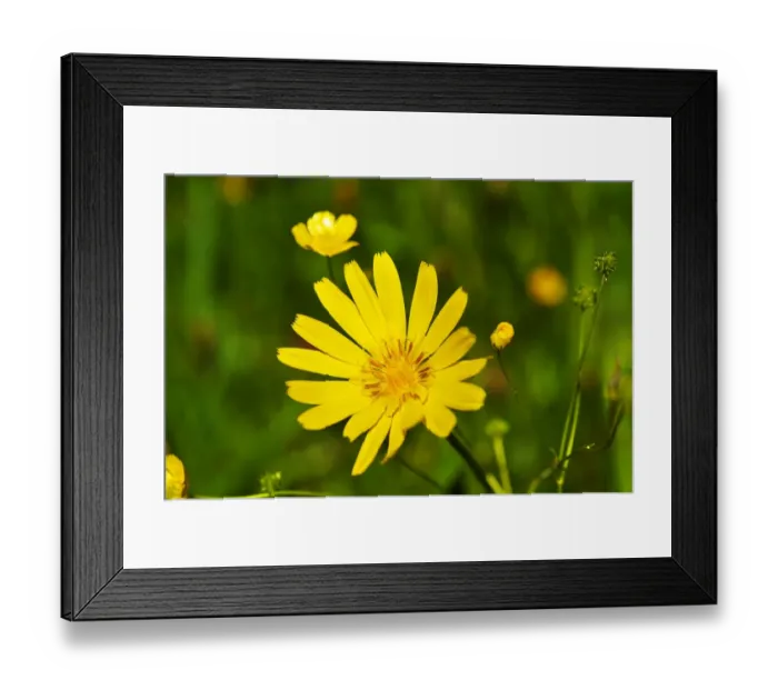 Framed Print : Meadow Salsify or Showy Goat s-beard -Tragopogon pratensis-, Ramsau bei Berchtesgaden, Berchtesgadener Land District, Upper Bavaria, Bavaria, Germany Framed Print : Meadow Salsify or Showy Goat s-beard -Tragopogon pratensis-, Ramsau bei Berchtesgaden, Berchtesgadener Land District, Upper Bavaria, Bavaria, Germany