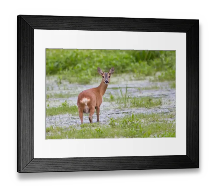Framed Print : Roe Deer -Capreolus capreolus- standing in water, Steinhuder Meer, Lower Saxony, Germany Framed Print : Roe Deer -Capreolus capreolus- standing in water, Steinhuder Meer, Lower Saxony, Germany