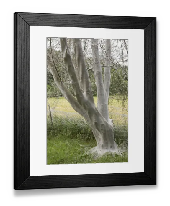 Framed Print : Tree infested with Ermine Moths -Yponomeuta sp. -, Bergisches Land, North Rhine-Westphalia, Germany Framed Print : Tree infested with Ermine Moths -Yponomeuta sp. -, Bergisches Land, North Rhine-Westphalia, Germany