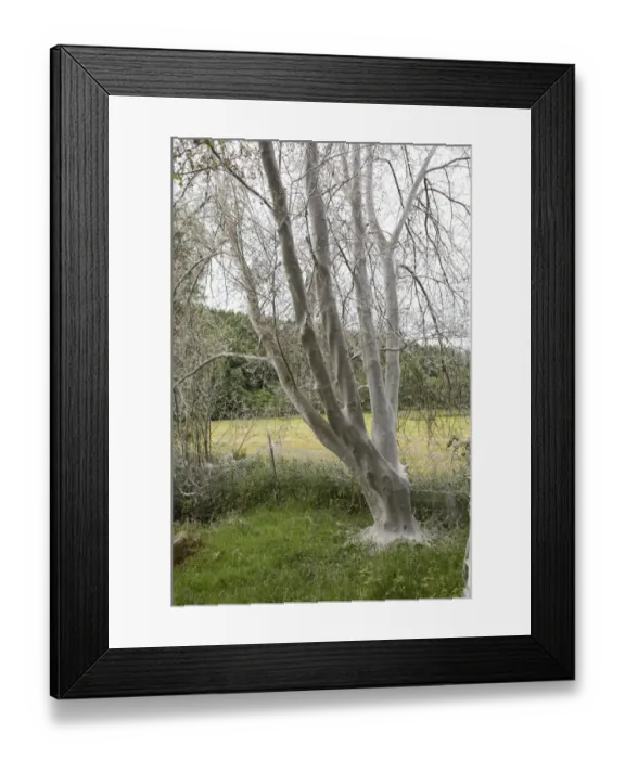 Framed Print : Tree infested with Ermine Moths -Yponomeuta sp. -, Bergisches Land, North Rhine-Westphalia, Germany Framed Print : Tree infested with Ermine Moths -Yponomeuta sp. -, Bergisches Land, North Rhine-Westphalia, Germany