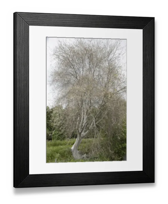 Framed Print : Tree infested with Ermine Moths -Yponomeuta sp. -, Bergisches Land, North Rhine-Westphalia, Germany Framed Print : Tree infested with Ermine Moths -Yponomeuta sp. -, Bergisches Land, North Rhine-Westphalia, Germany