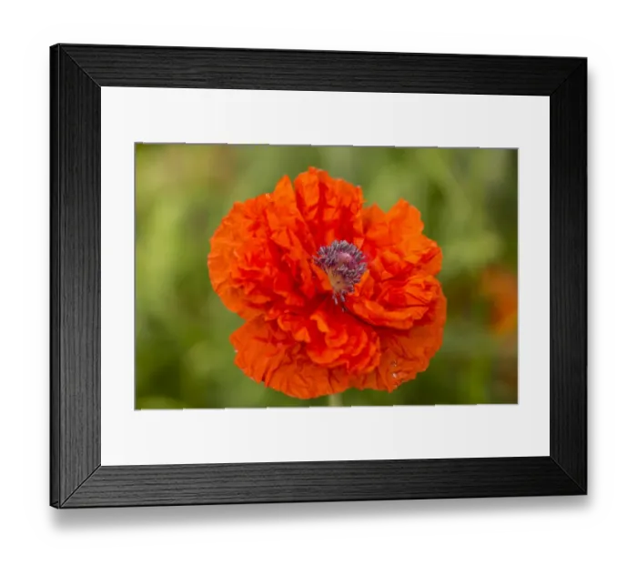Framed Print : Oriental Poppy -Papaver orientale-, Northumberland, England, United Kingdom Framed Print : Oriental Poppy -Papaver orientale-, Northumberland, England, United Kingdom