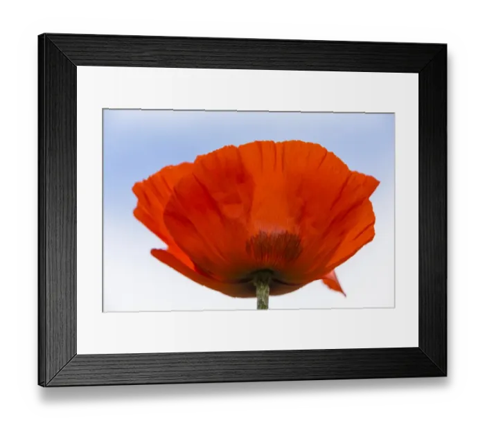 Framed Print : Oriental Poppy -Papaver orientale-, Northumberland, England, United Kingdom Framed Print : Oriental Poppy -Papaver orientale-, Northumberland, England, United Kingdom