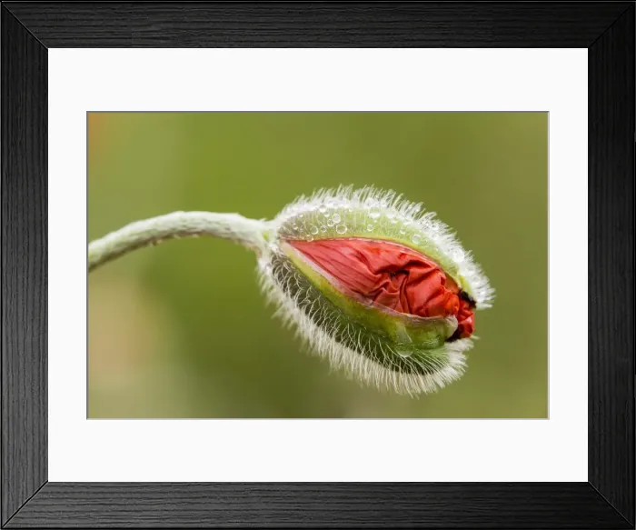 Framed Print : Oriental Poppy -Papaver orientale-, bud, Northumberland, England, United Kingdom Framed Print : Oriental Poppy -Papaver orientale-, bud, Northumberland, England, United Kingdom