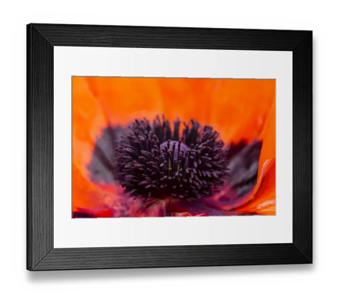 Framed Print : Oriental Poppy -Papaver orientale-, Northumberland, England, United Kingdom Framed Print : Oriental Poppy -Papaver orientale-, Northumberland, England, United Kingdom
