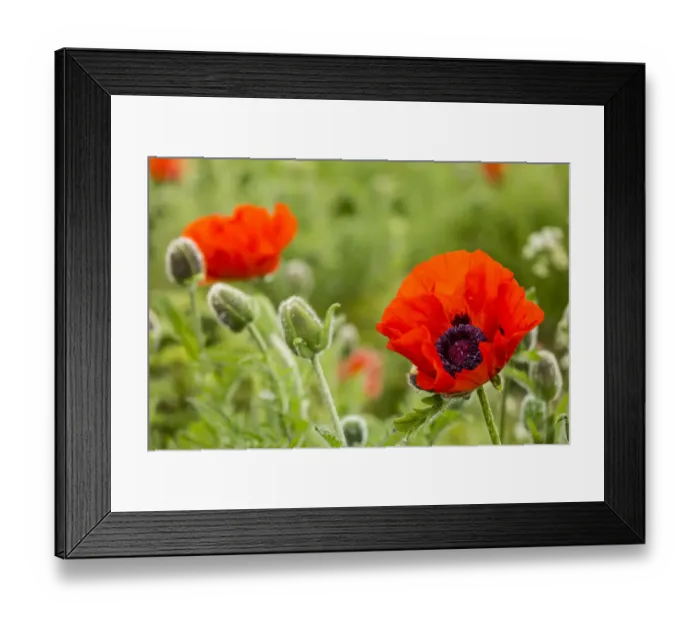 Framed Print : Oriental Poppy -Papaver orientale-, Northumberland, England, United Kingdom Framed Print : Oriental Poppy -Papaver orientale-, Northumberland, England, United Kingdom