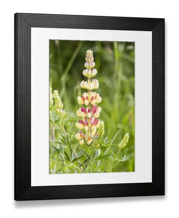 Framed Print : Bigleaf Lupine or Garden Lupine -Lupinus polyphyllus-, Northumberland, England, United Kingdom Framed Print : Bigleaf Lupine or Garden Lupine -Lupinus polyphyllus-, Northumberland, England, United Kingdom