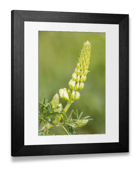 Framed Print : Bigleaf Lupine or Garden Lupine -Lupinus polyphyllus-, Northumberland, England, United Kingdom Framed Print : Bigleaf Lupine or Garden Lupine -Lupinus polyphyllus-, Northumberland, England, United Kingdom
