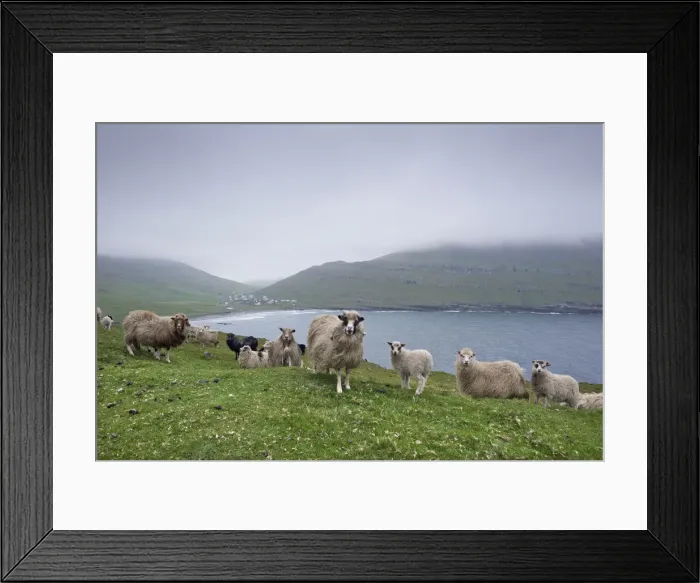 Framed Print : Sheep, Sandoy, Faroe Islands, Denmark Framed Print : Sheep, Sandoy, Faroe Islands, Denmark