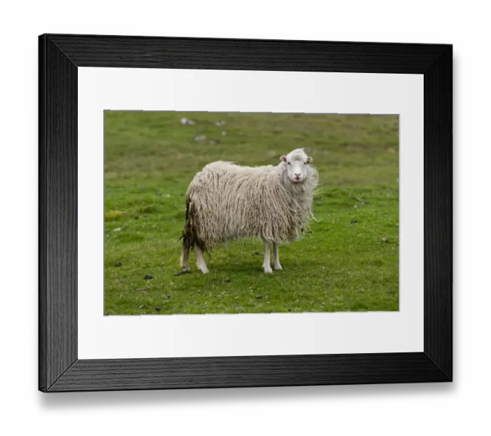 Framed Print : Sheep, Sandoy, Faroe Islands, Denmark Framed Print : Sheep, Sandoy, Faroe Islands, Denmark
