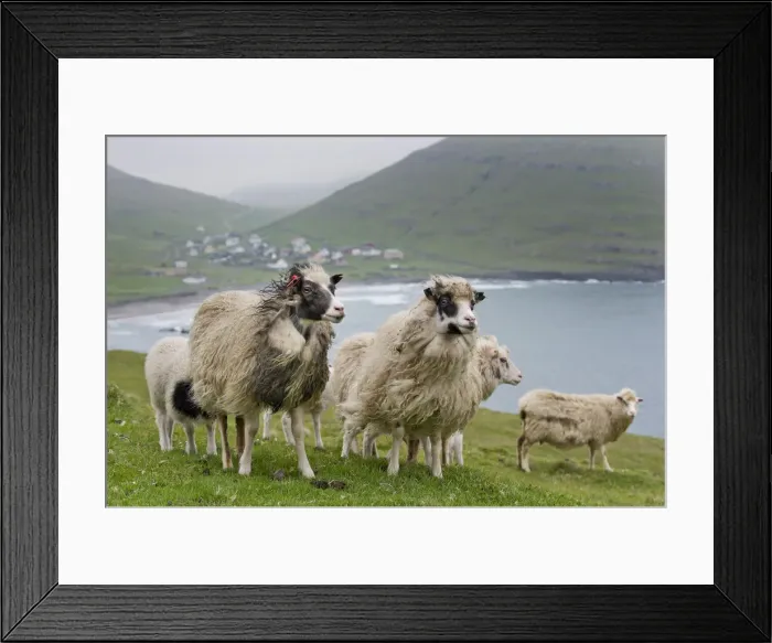 Framed Print : Sheep, Sandoy, Faroe Islands, Denmark Framed Print : Sheep, Sandoy, Faroe Islands, Denmark