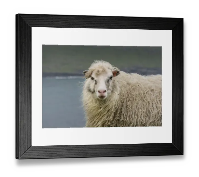 Framed Print : Sheep, Faroe Islands, Denmark Framed Print : Sheep, Faroe Islands, Denmark