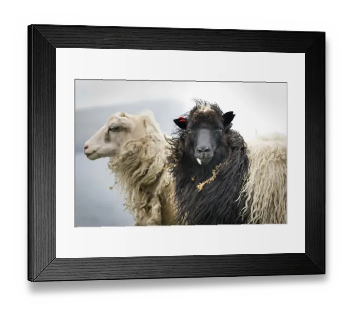 Framed Print : Sheep, Faroe Islands, Denmark Framed Print : Sheep, Faroe Islands, Denmark