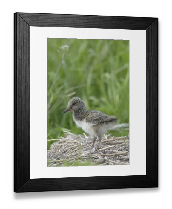 Framed Print : Oystercatcher -Haematopus ostralegus-, nestling, Buren, Ameland, The Netherlands Framed Print : Oystercatcher -Haematopus ostralegus-, nestling, Buren, Ameland, The Netherlands