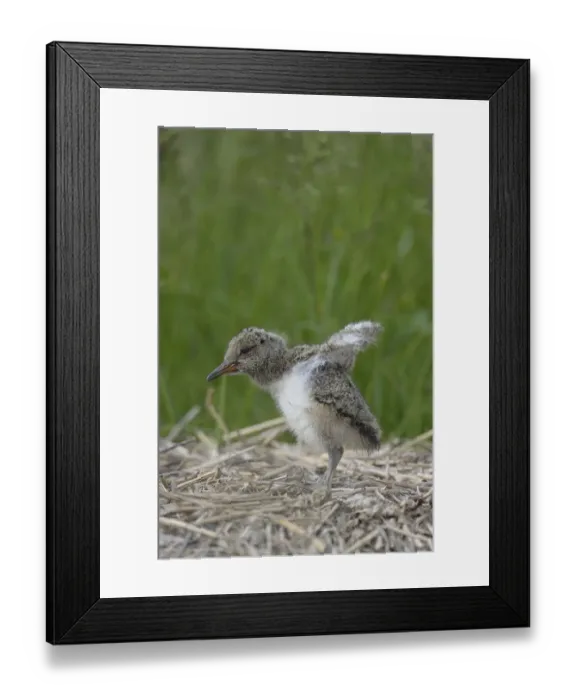 Framed Print : Oystercatcher -Haematopus ostralegus-, nestling, Buren, Ameland, The Netherlands