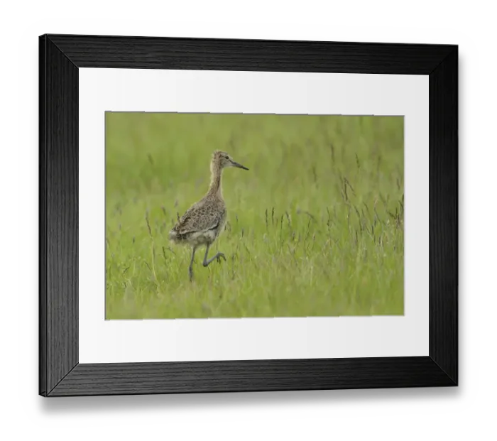 Framed Print : Black-tailed Godwit -Limosa limosa-, nestling on the meadow, Buren, Ameland, The Netherlands Framed Print : Black-tailed Godwit -Limosa limosa-, nestling on the meadow, Buren, Ameland, The Netherlands