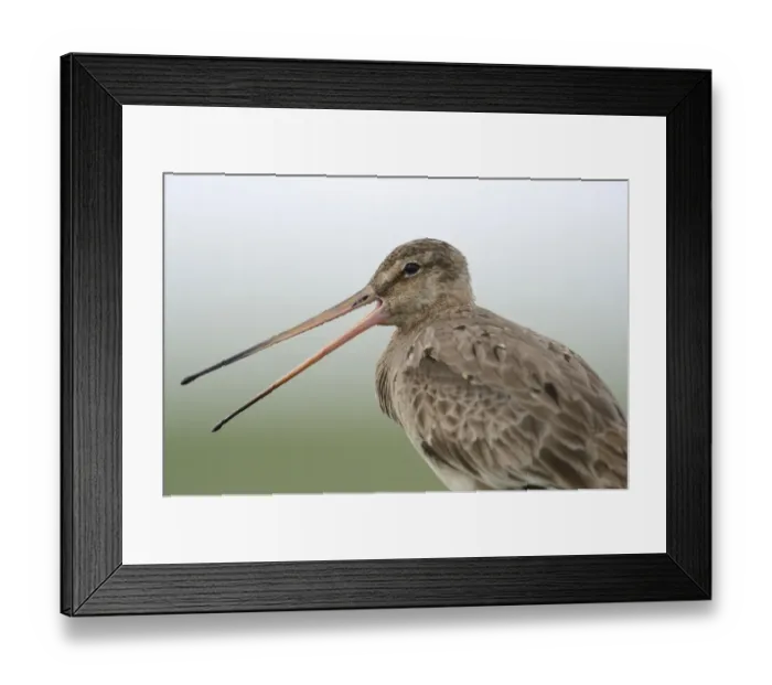 Framed Print : Black-tailed Godwit -Limosa limosa-, Buren, Ameland, The Netherlands Framed Print : Black-tailed Godwit -Limosa limosa-, Buren, Ameland, The Netherlands