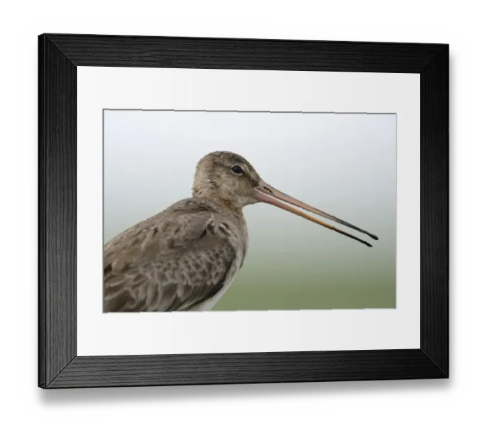 Framed Print : Black-tailed Godwit -Limosa limosa-, Buren, Ameland, The Netherlands Framed Print : Black-tailed Godwit -Limosa limosa-, Buren, Ameland, The Netherlands